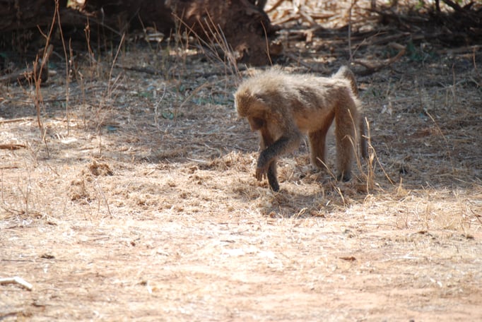 Samburu Nationalpark, Steppenpaviane 