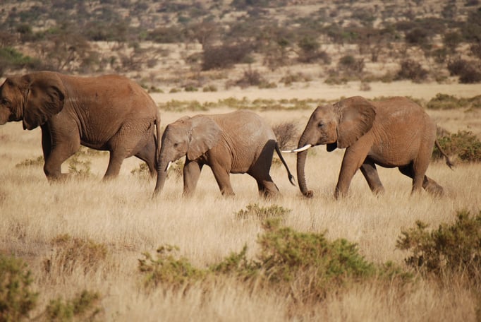 Samburu Nationalpark, Elefanten