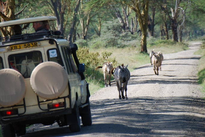 Nakuru Nationalpark, Steppenzebra