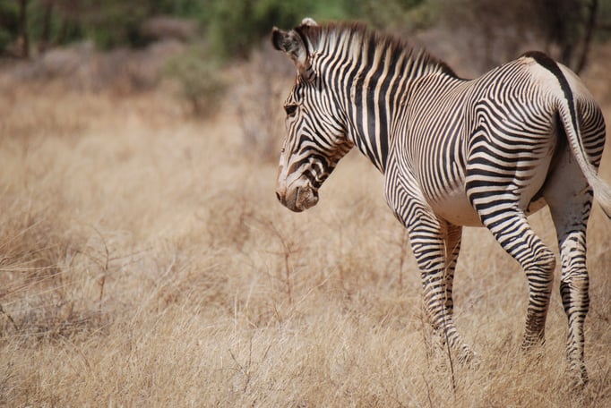 Samburu Nationalpark, Grevy Zebra 