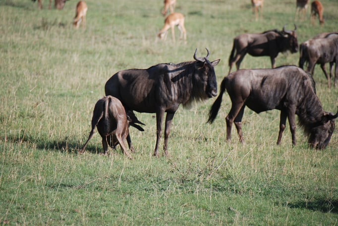 Massai Mara, Gnus