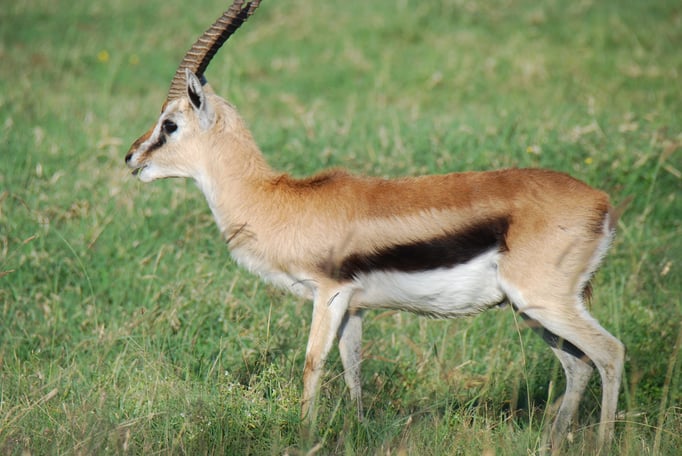 Nakuru Nationalpark, Thomsongazelle