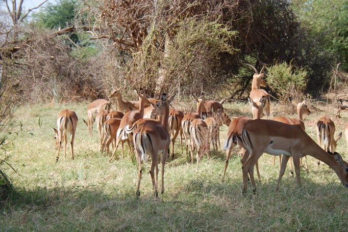 Samburu Nationalpark, Impalas oder Schwarzfersenantilope