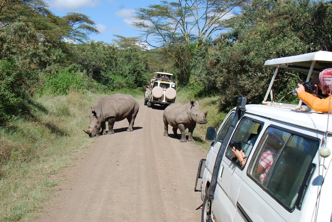 Nakuru Nationalpark, Breitmaulnashörner