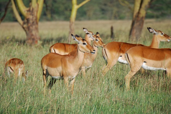 Nakuru Nationalpark, Impalas