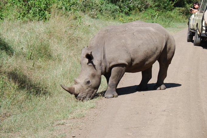 Nakuru Nationalpark, Breitmaulnashörner