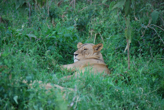 Nakuru Nationalpark, Löwin