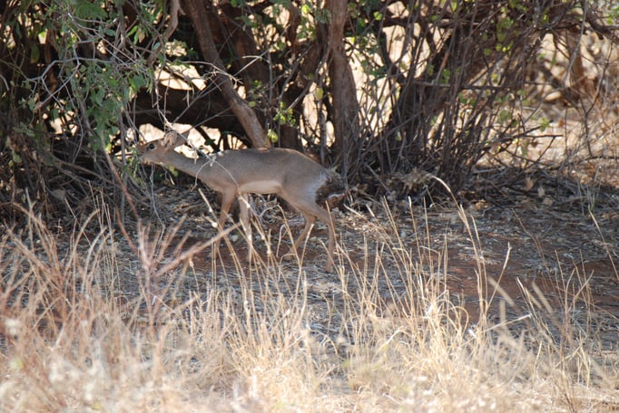 Samburu Nationalpark, Kirk-Dikdik