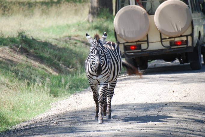Nakuru Nationalpark, Steppenzebra