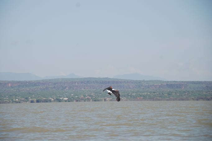 Baringo See