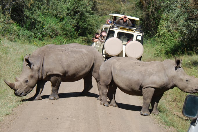 Nakuru Nationalpark, Breitmaulnashörner