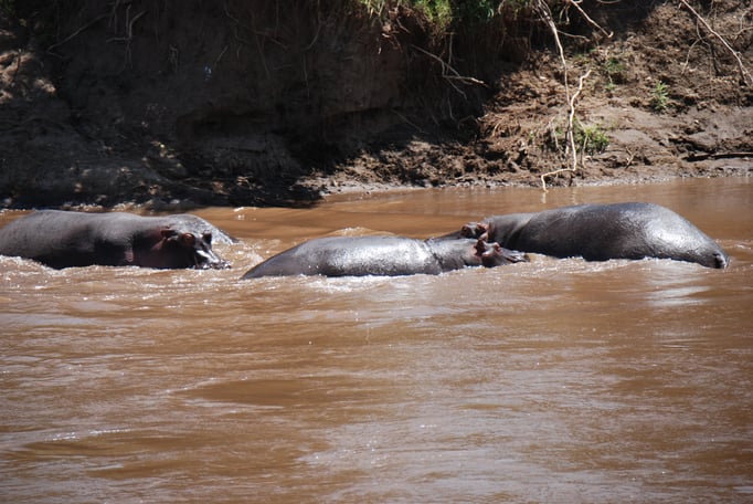 Massai Mara, Flußperde