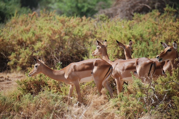 Samburu Nationalpark, Impalas oder Schwarzfersenantilope