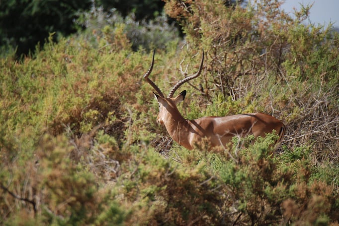Samburu Nationalpark, Impalas oder Schwarzfersenantilope