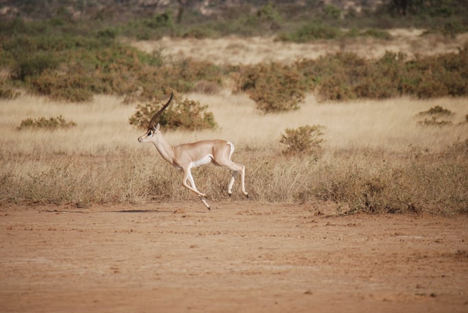 Samburu Nationalpark, Grant Gazelle