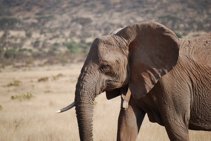 Samburu Nationalpark, Elefanten