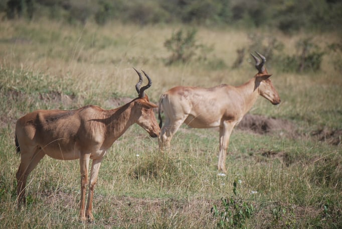 Massai, Mara, Kongoni oder  echte Kuhantilope