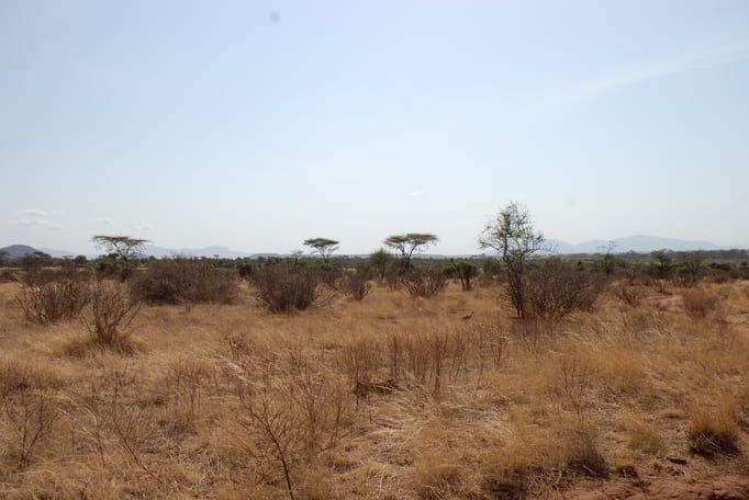 Samburu Nationalpark, Webervögel