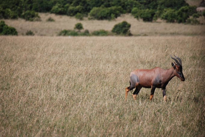Massai, Mara, Topi oder Leierantilope
