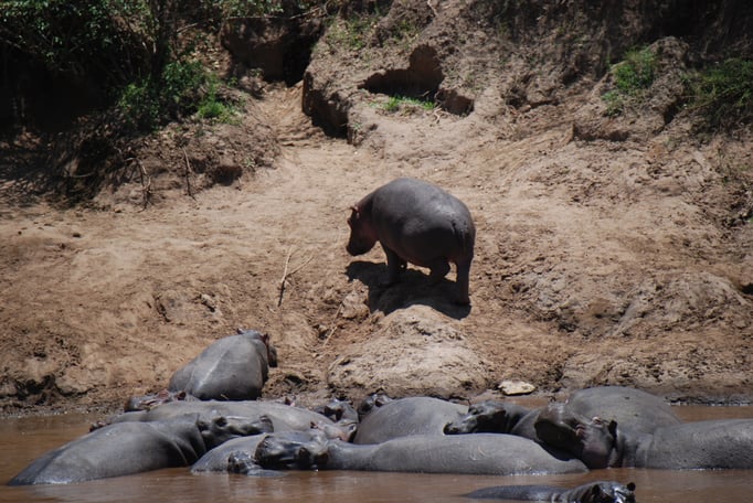 Massai Mara, Flußperde