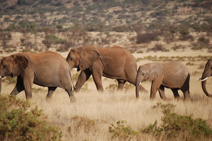 Samburu Nationalpark, Elefanten