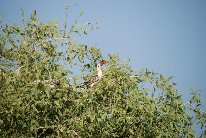 Samburu Nationalpark, Rotschnabeltoko Familie der Nashornvögel