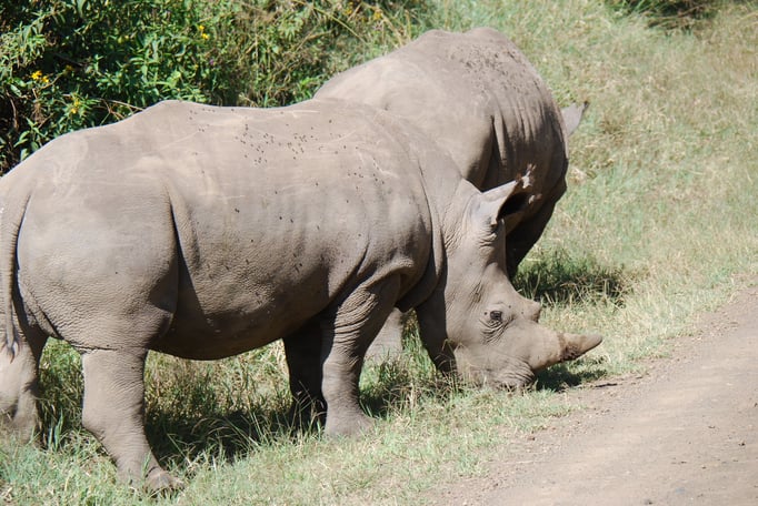 Nakuru Nationalpark, Breitmaulnashörner