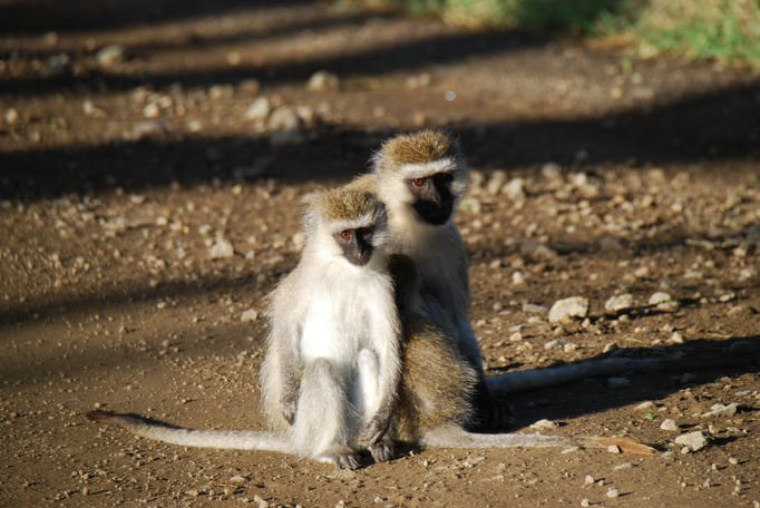 Nakuru Nationalpark, Sandmeerkatzen