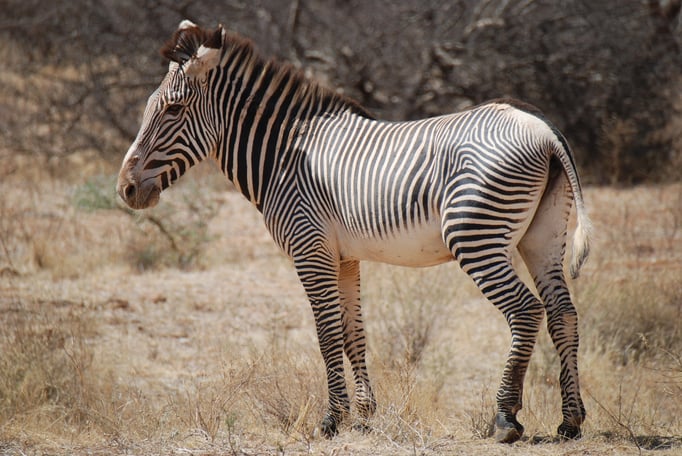 Samburu Nationalpark, Grevy Zebra 