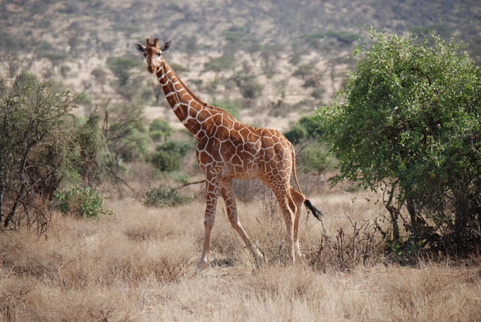 Samburu Nationalpark, Netzgiraffen
