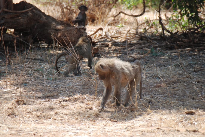 Samburu Nationalpark, Steppenpaviane