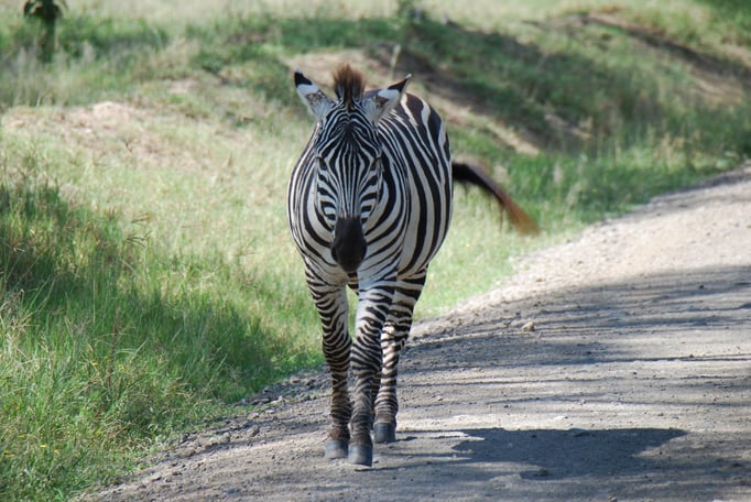 Nakuru Nationalpark, Steppenzebra