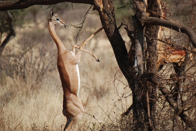 Samburu Nationalpark,  Gerenuk oder  Giraffengazelle