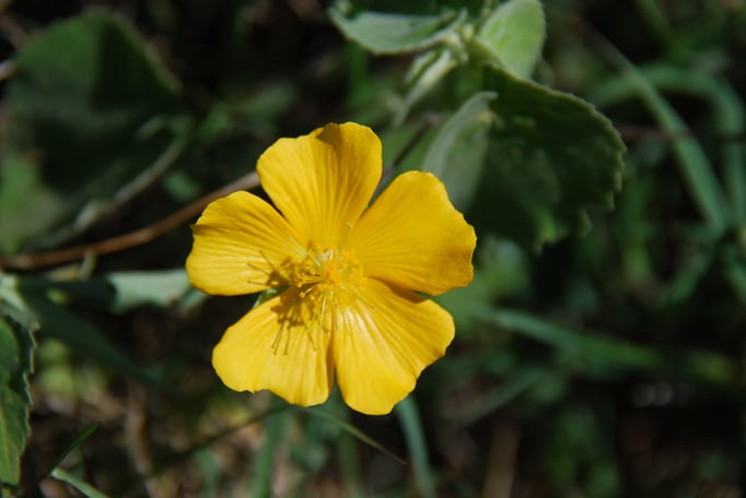 Samburu Nationalpark, Blumen