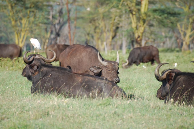 Nakuru Nationalpark,  Kaffernbüffel