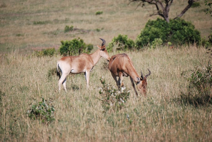 Massai, Mara, Kongoni oder  echte Kuhantilope