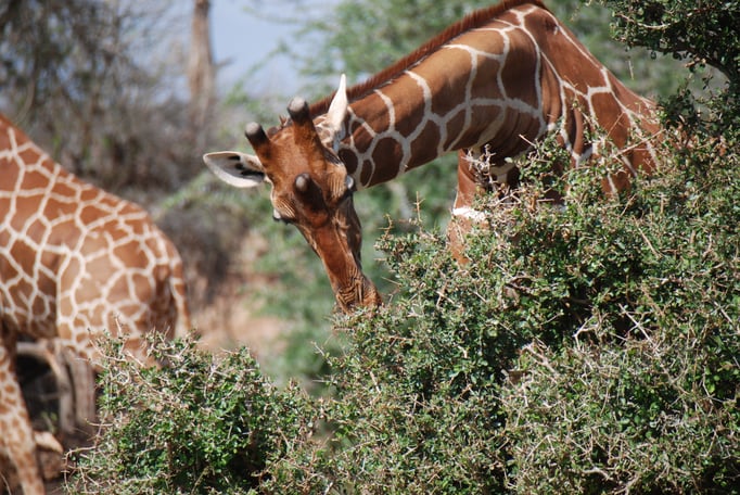 Samburu Nationalpark, Netzgiraffen