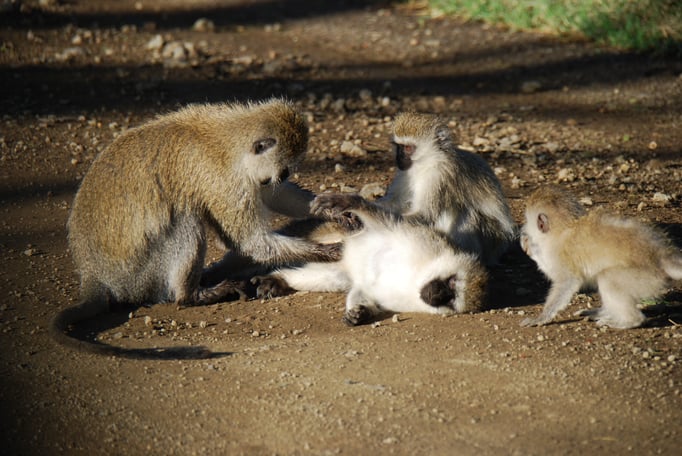 Nakuru Nationalpark, Sandmeerkatzen