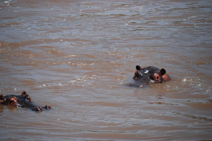 Massai Mara, Flußperde