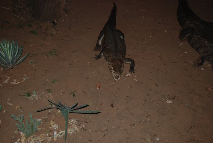 Samburu Nationalpark, Nilkrokodil