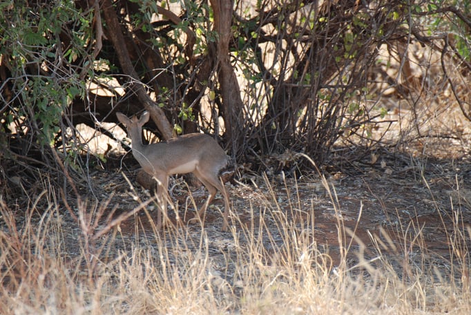 Samburu Nationalpark, Kirk-Dikdik