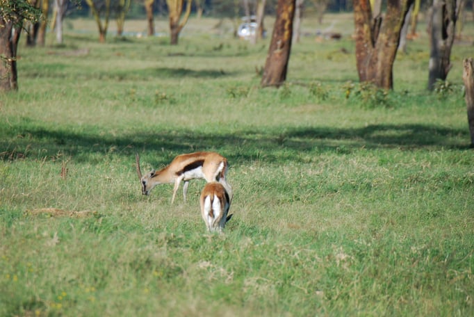 Nakuru Nationalpark, Thomsongazelle