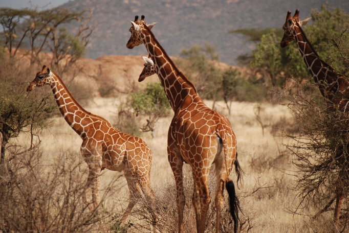 Samburu Nationalpark, Netzgiraffen