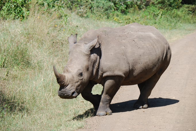 Nakuru Nationalpark, Breitmaulnashörner