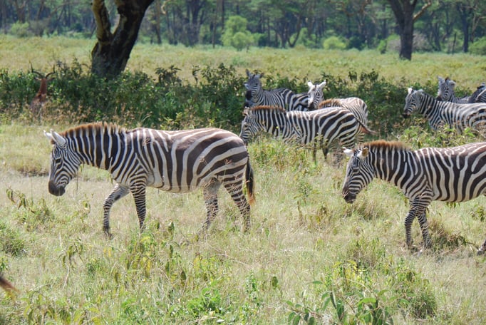 Nakuru Nationalpark, Steppenzebra