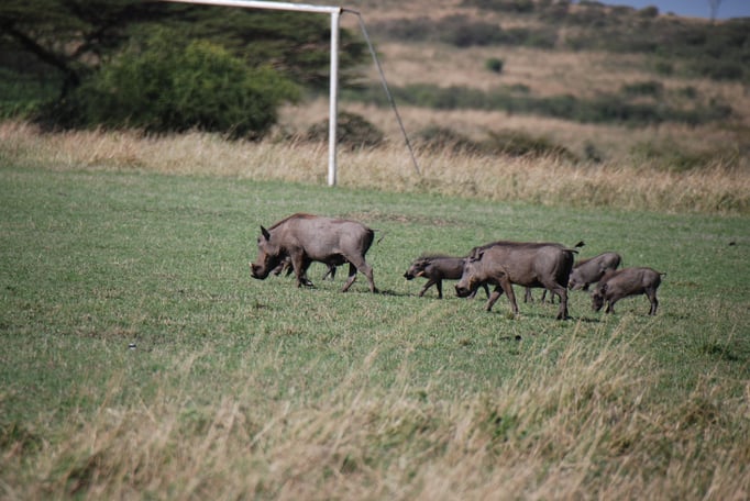 Massai, Mara, Warzenschweine 