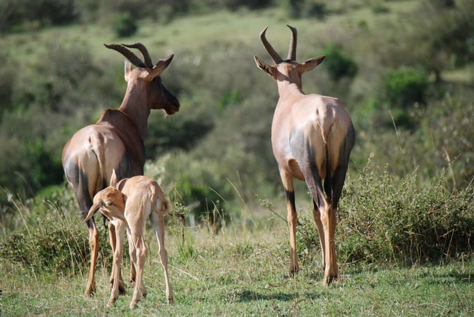 Massai, Mara, Topi oder Leierantilope
