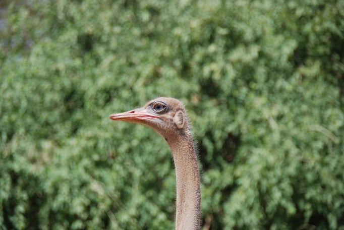Samburu Nationalpark, Strauß 