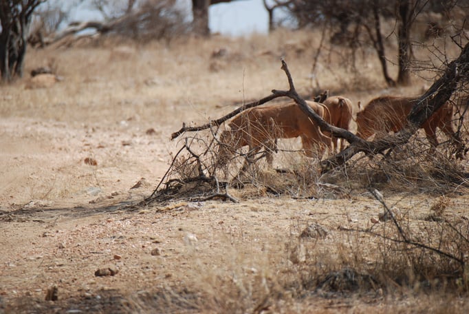Samburu Nationalpark,  Warzenschweine