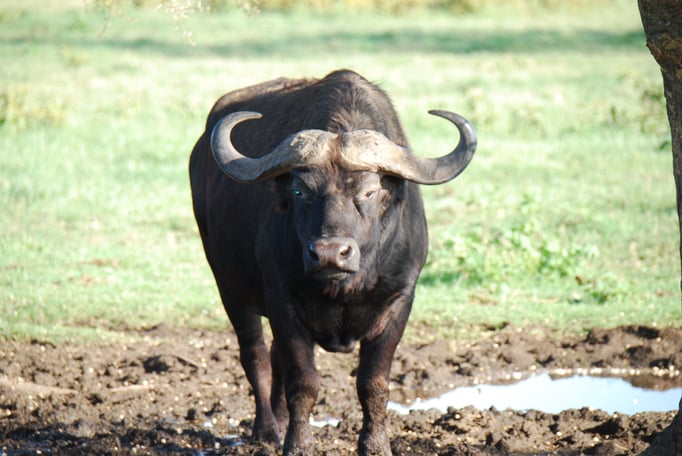 Nakuru Nationalpark,  Kaffernbüffel